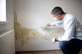 Reliable Cerro Gordo, IL Mold Removal Services Solutions